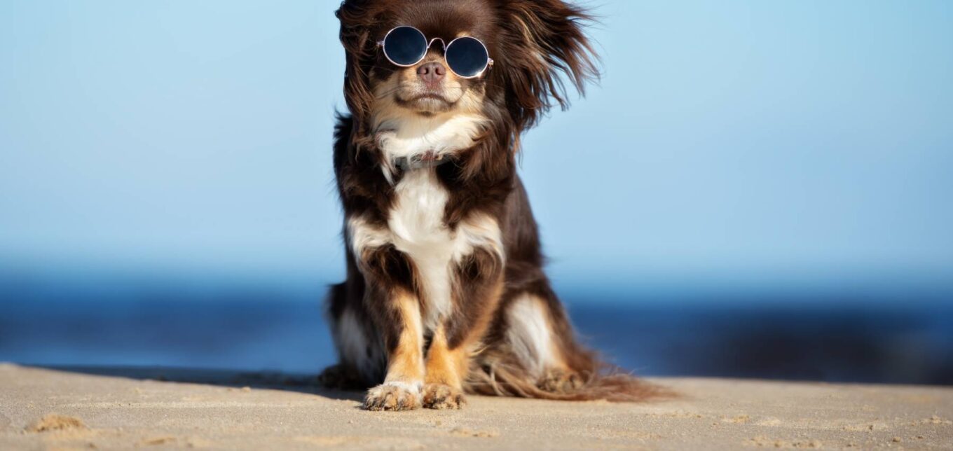 Cooling Herbal Recipes for Your Canine Companion – Mother Earth News - Vimarsana News